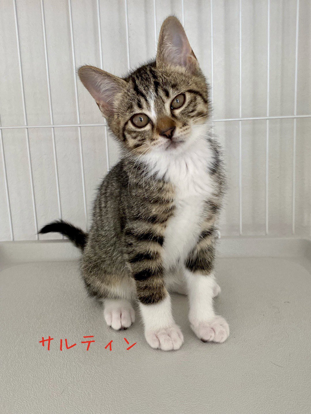 ながの鈴ねこの会 ボッカ キジトラ 臆病のせいなのか いつもひとりだけ行動がズレています 結構不思議ちゃん 面白さ未知数です ながの鈴ねこの会 鈴ねこ 保護猫 保護猫譲渡会 譲渡会 長野県長野市 長野市 里親募集 里親募集中 ねこのいる