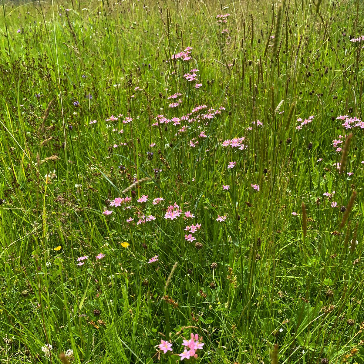 ZvaigznuAitas's tweet photo. Viena skaista pļavas puķīte - čemuru augstiņš. #centauriumerythraea #commoncentaury #pļava #vasara #puķes https://t.co/qEeXcCUlt9