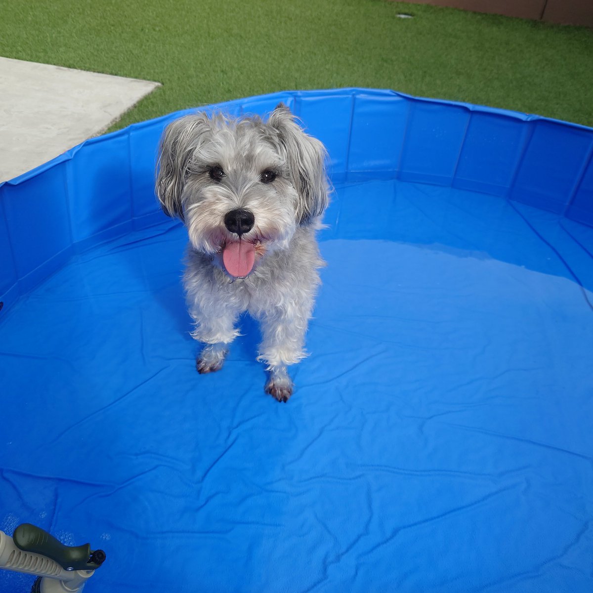 danrolou's tweet photo. この位置から全く動かず今年も足湯🐾♨️なプール…。 #ミニチュアシュナウザー #miniatureschnauzer https://t.co/Lq4FGt4stD