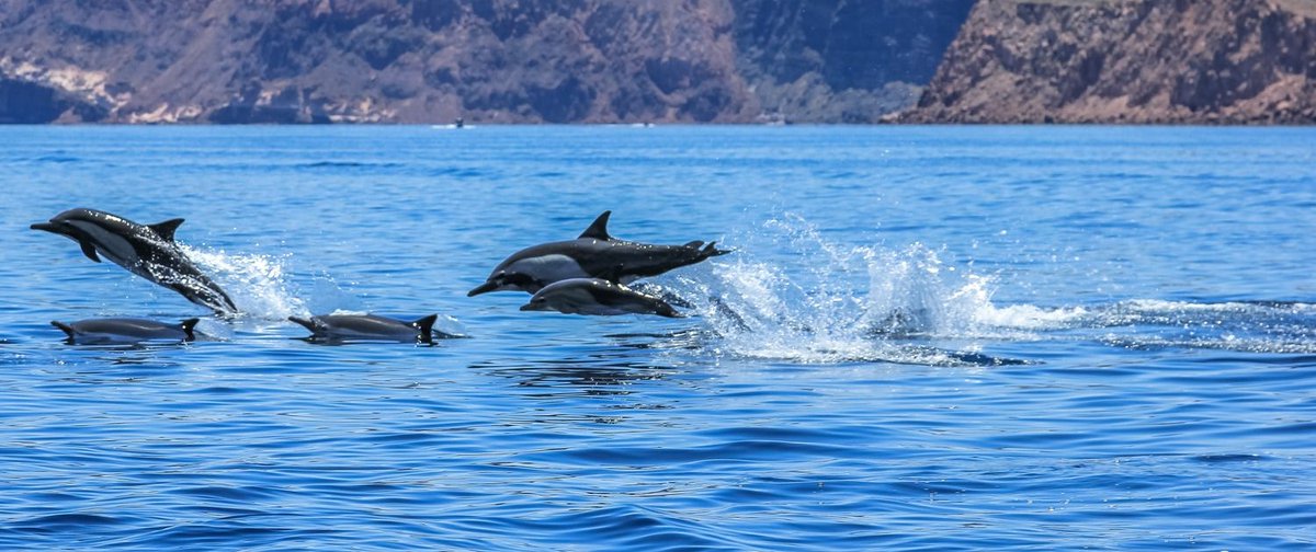 alibabuy's tweet photo. Où et quand peut-on voir des #dauphins en liberté en #France ? https://t.co/LmXKNOiEHp https://t.co/8dyAkIUmBJ