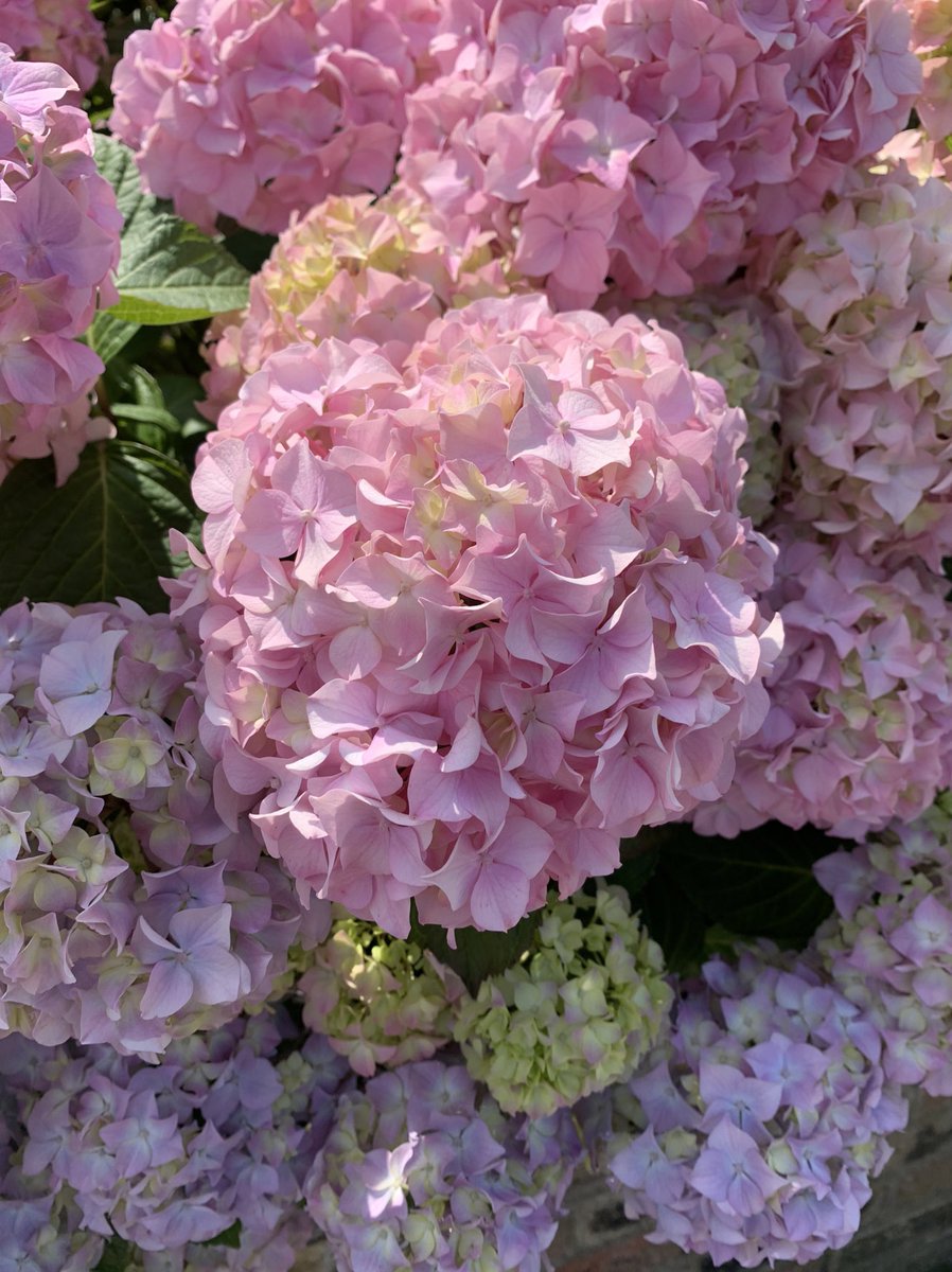 Mother Earth, you do spoil us 🍃 #Hydrangeas #PetalPerfection #LondoninBloom #Flowers