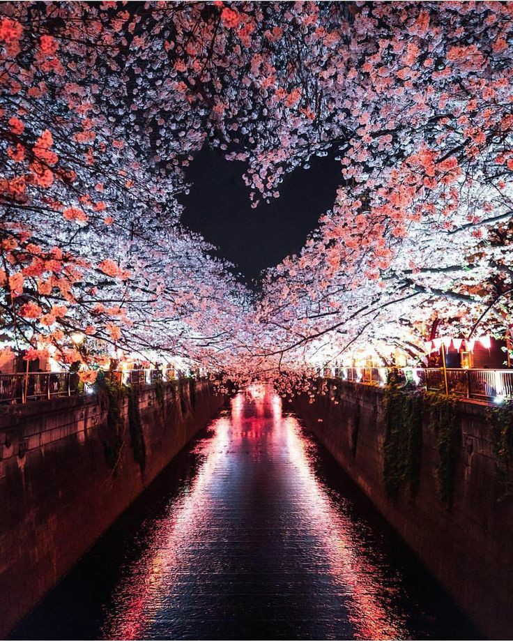 BeautyNature___'s tweet photo. Beautiful Japan.❤️🇯🇵
#Japan #NaturePhotography https://t.co/zY4QdcEC3b