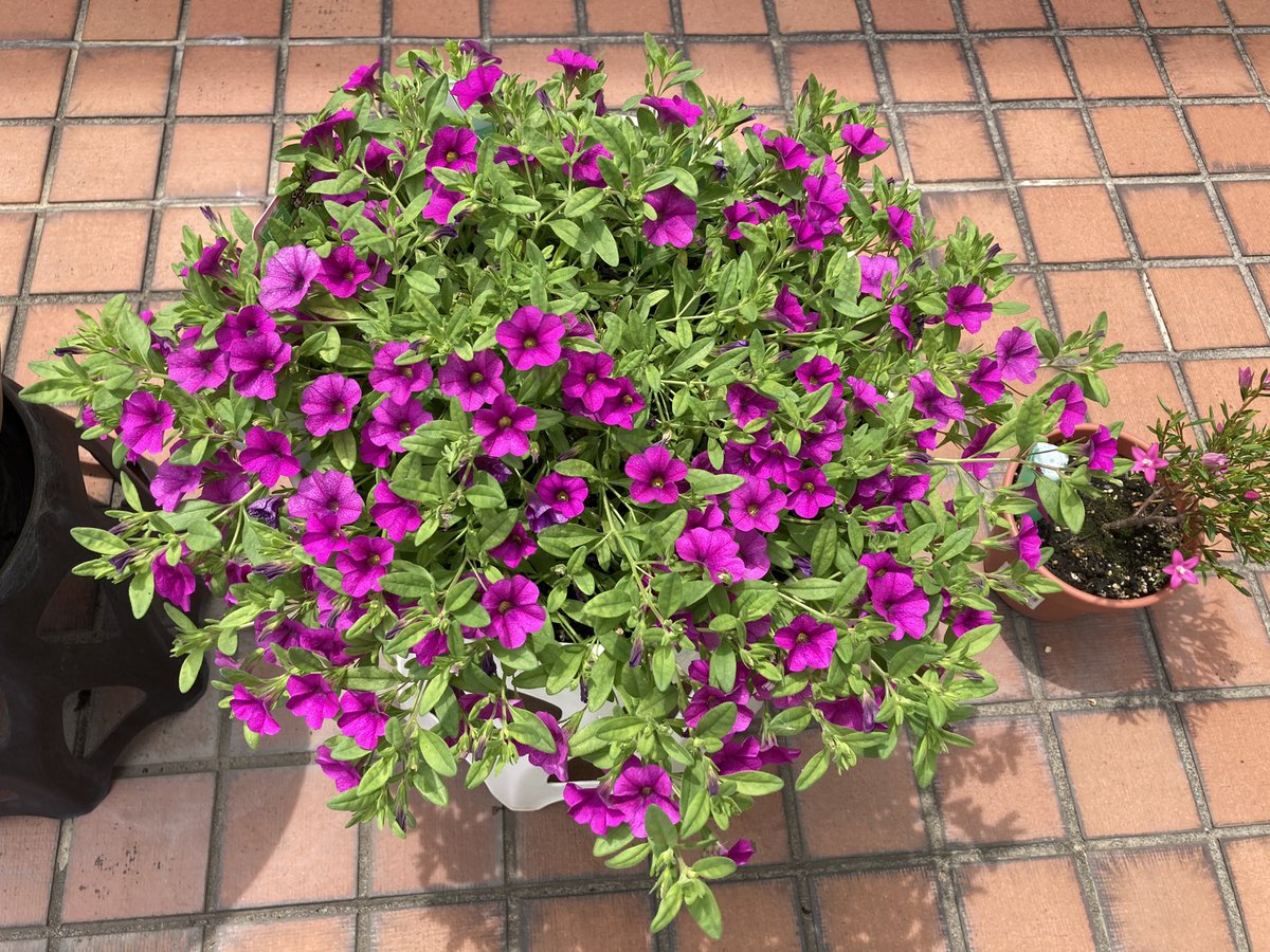 キトラレル オラレル 今日の花壇 コメリの ぐんぐん大きくなるカリブラコア 葉が黄色い方は切り戻した