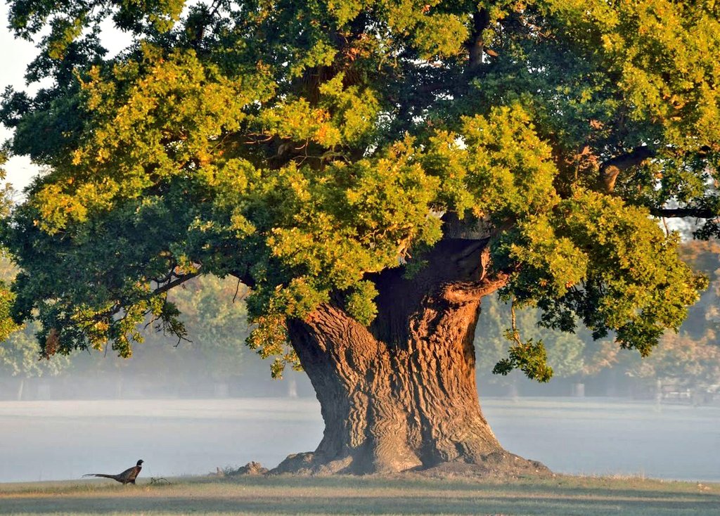 СПЛОЧЁННОСТИ
        ДОБРОДЕТИЛИ
            КРАСОТЫ