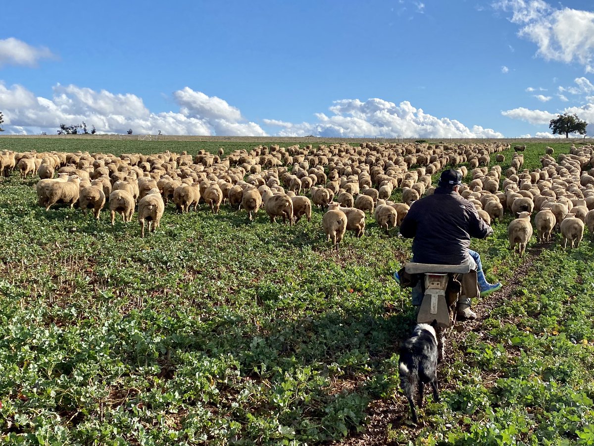 Yarded a load of contracted XB lambs today to truck out tomorrow. The first of eight loads. In at 40kg, here 12 weeks, out at 66kg. Thanks to 970CL grazing canola. They’re kegs on legs!! #JADagriculture #agchatoz