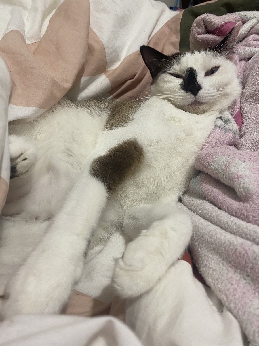 mocher69's tweet photo. #catinbed #cat https://t.co/DiHFTd0GVk