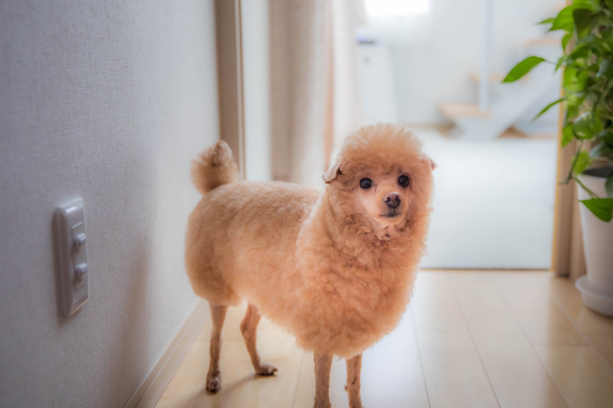 アルパカカット Twitter Search Twitter