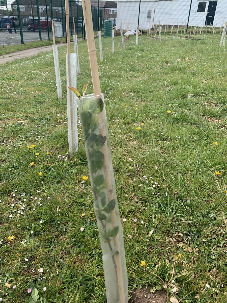 WisdomAcademyUK's tweet photo. Grow an outdoor classroom. Create homes for wildlife. Fight climate change. 

Wisdom pupils plant trees and make a real difference to everyone. https://t.co/1tzGov6zG5