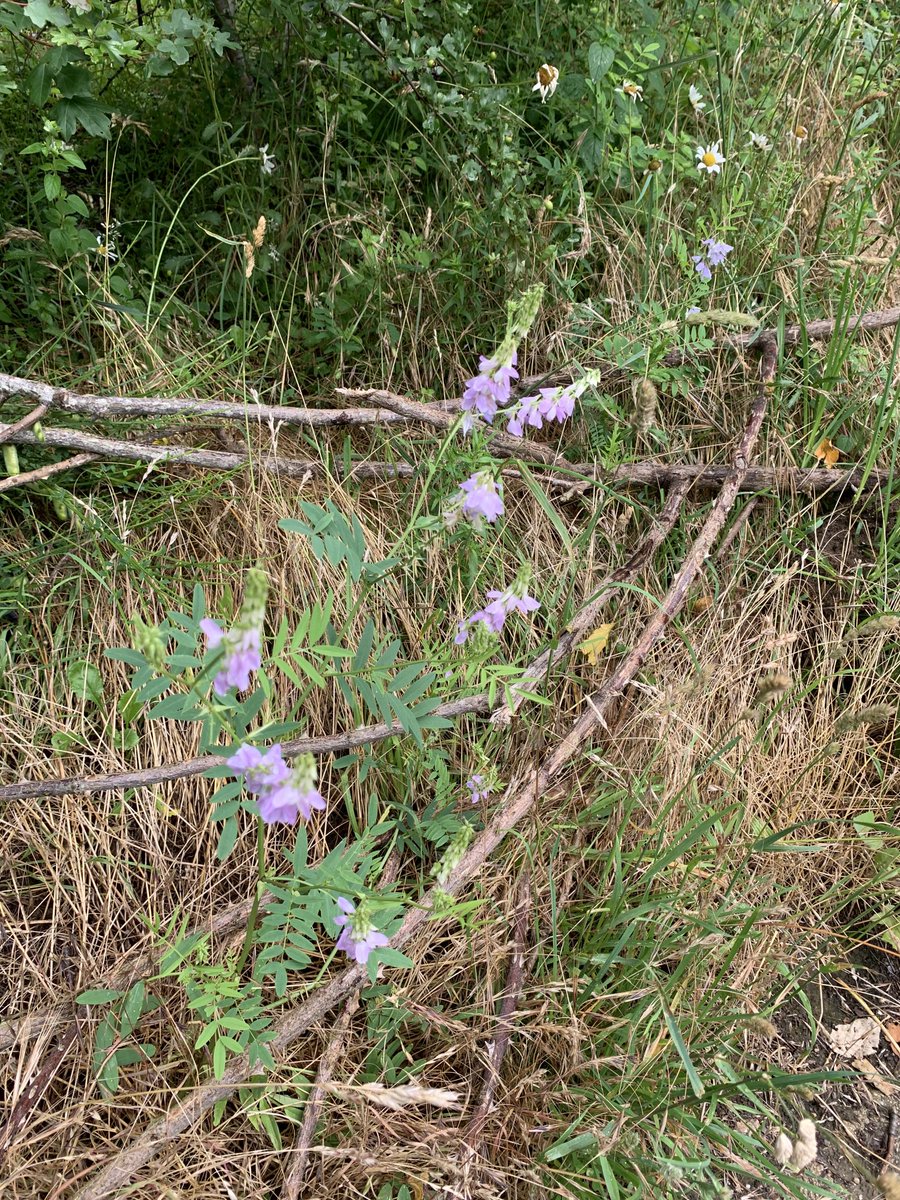 brotherurth's tweet photo. Of Birch & Vetch #SpiritTraps 🌿 https://t.co/h6dfQvEYOZ