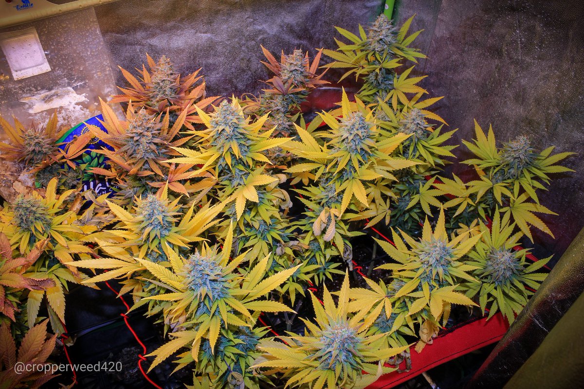 Eva Seeds tweet media