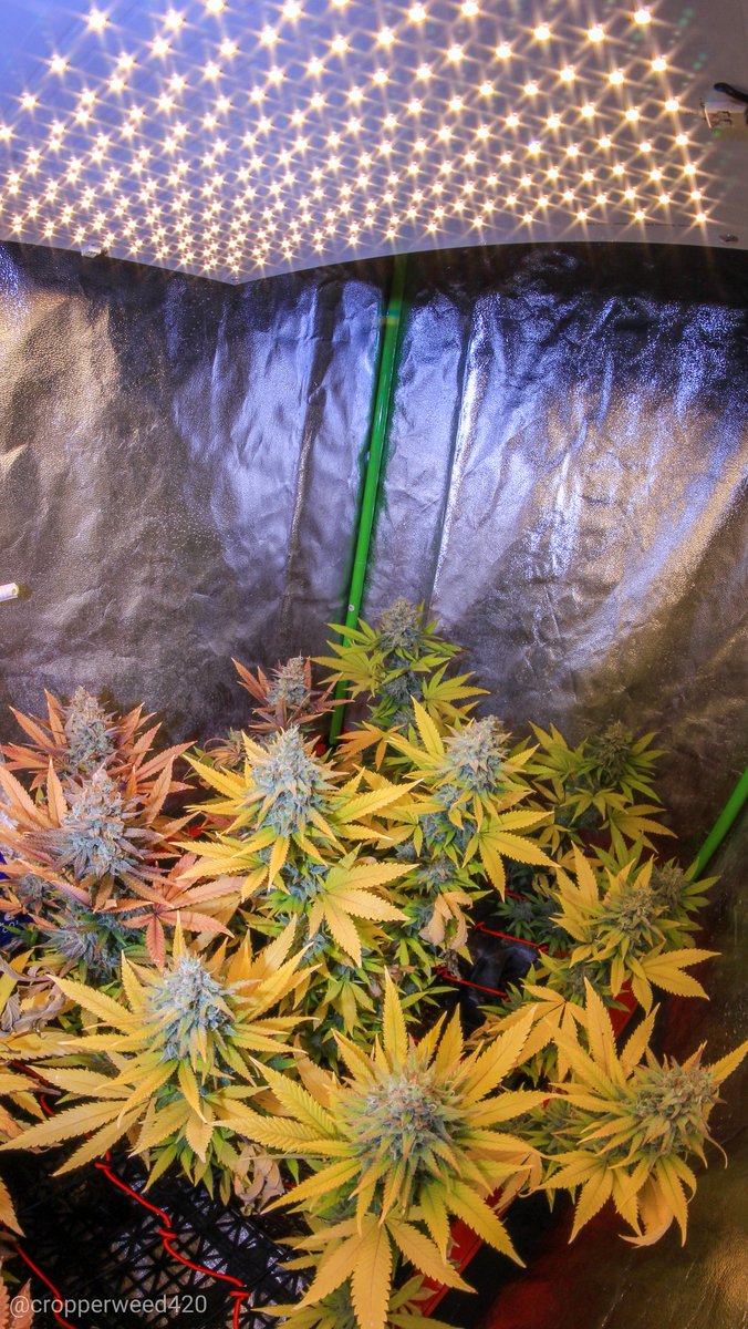 Eva Seeds tweet media