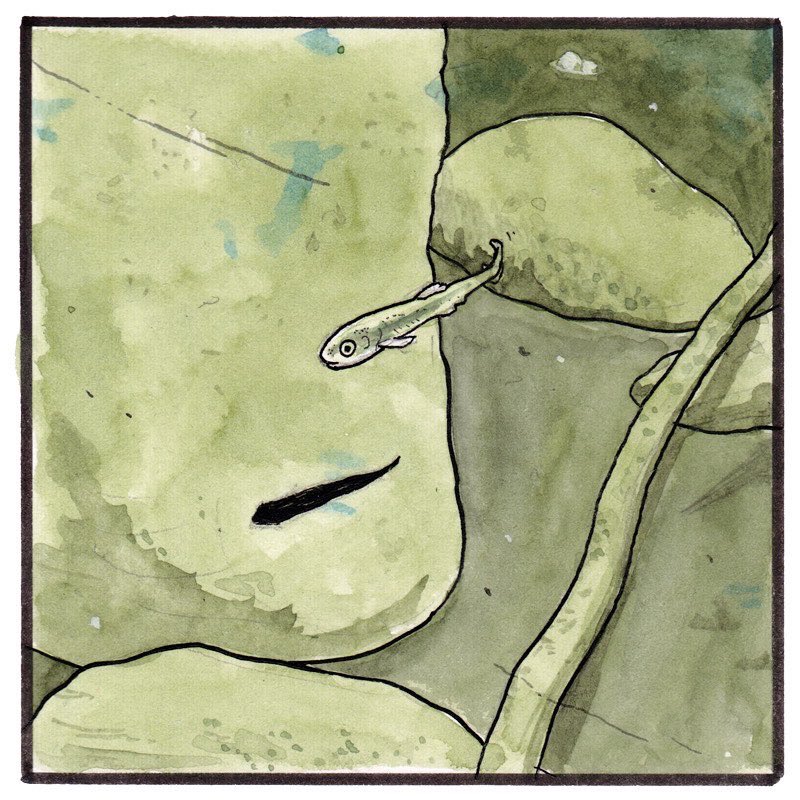 FalseKnees's tweet image. 🌍 🐟