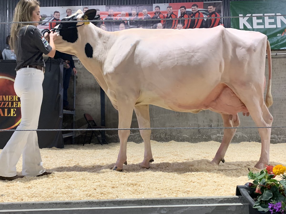 Greenlea Applicable Rhapsody hits the market at 5,200gns. This VG88 classified three year old calved in March and has a projected yield of over 10,000kgs <a href="/i_h_f_a/">IHFA</a>