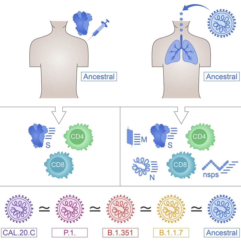 Is the T cell response (CD4+/CD8+) materially affected by key variants in people with prior covid or mRNA vaccinees?
Short answer is good: No. 👍
cell.com/cell-reports-m… <a href="/SetteLab/">Alessandro Sette</a> <a href="/ljiresearch/">La Jolla Institute</a> <a href="/aetarke/">Alison Tarke</a> <a href="/CellRepMed/">Cell Reports Medicine</a>