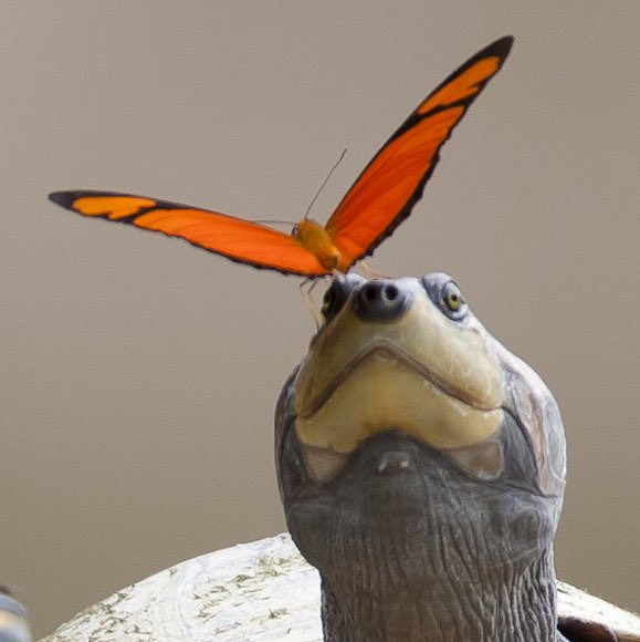 weird_sci's tweet photo. Butterflies drink the tears of turtles as a source of sodium and other minerals. The turtles like it because they get their eyes cleaned. https://t.co/OdM0mY3rdR