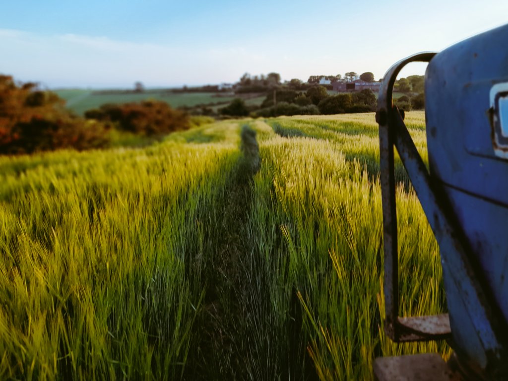 Gangway Spring barley sown mid April.