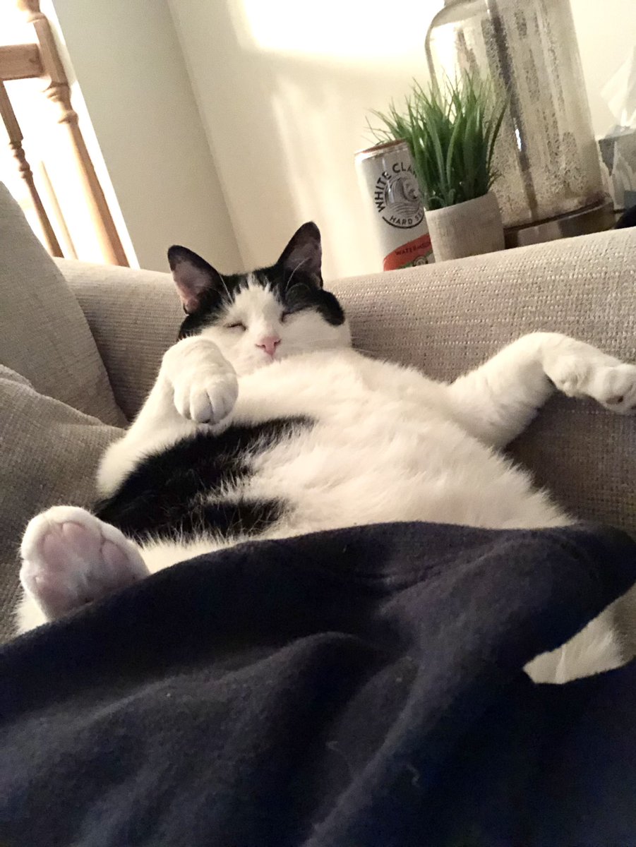 Kaaatie1981's tweet photo. @thechrisbarron Happy #Caturday to you! https://t.co/wxi5eRjpkF