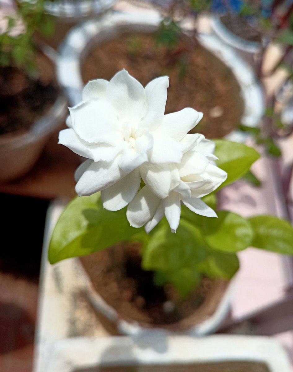 HealthWisdomFin's tweet image. 