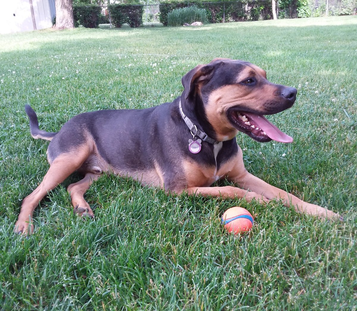 TuckerTailWag's tweet photo. Boy, I haven't tweeted in a while! Don't worry, you haven't missed much... still obsessed with my ball. ๐ฅ #baller #dogsoftwitter #HappyMutt https://t.co/6lxhl08wxZ