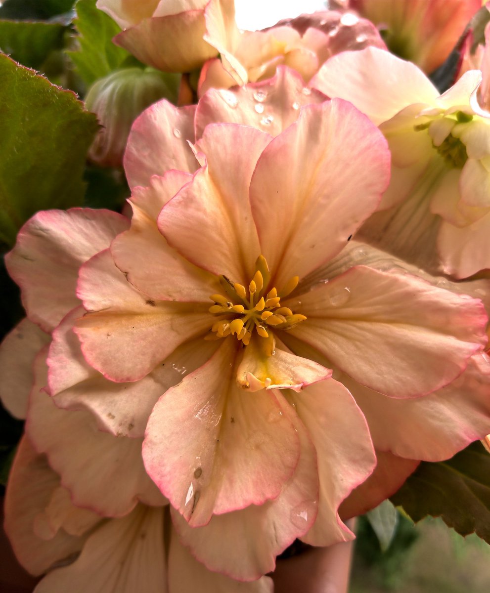 Begonie
#begonia #natur #blumen #flowers #zuhause #nokia9pureview #nokia9 #shotonnokia #nokiamobilede #nokiamobile #FreeReitschuster