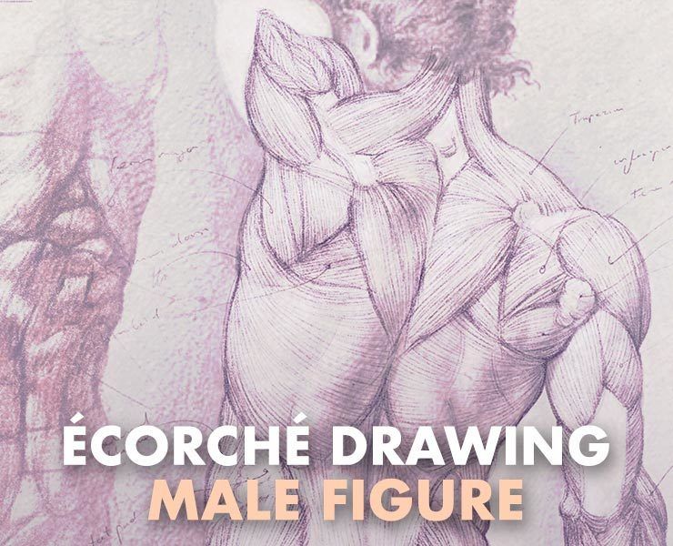 anatomydrawing's tweet photo. 40% off all my figure drawing and anatomy courses until July 7th!

https://t.co/gbD147ffBi https://t.co/jbfK6Ln34N