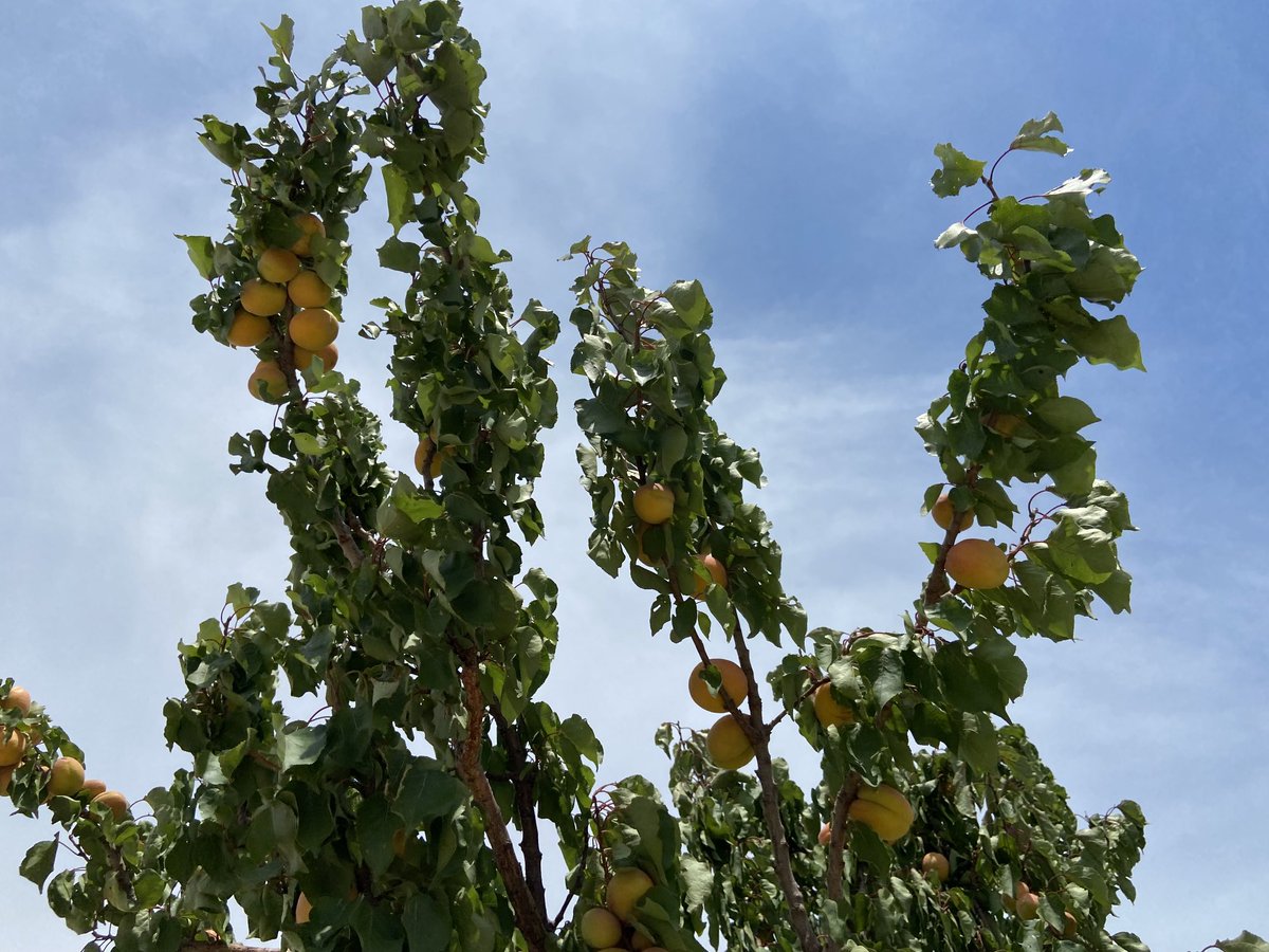 llfoix's tweet photo. Albercocs tardans, dolços, solitaris, al costat d’una cabana, alguns cauen a terra. Ha arribat el seu temps. https://t.co/AHhDER56IZ