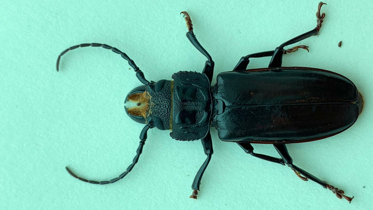scottpegan's tweet image. Longhorn #beetle, the hardwood stump borer, Mallodon dasystomus. #WTFevolution? Why the fuzzy mandibles?