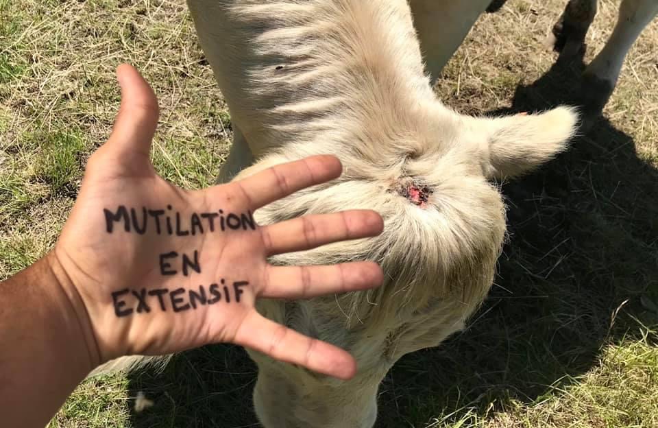 ENDHUSBANDRYNOW's tweet image. MUTILATION EN EXTENSIF
#HandsToEndHusbandry #Endhusbandry
Oppose YOUR hand for billions of paws NOW! Go, Go, Go!
You will find full user manual in your language : boucherie-abolition.com/2021/03/10/man…

Add your contribution to the map : umap.openstreetmap.fr/fr/map/hands-t…