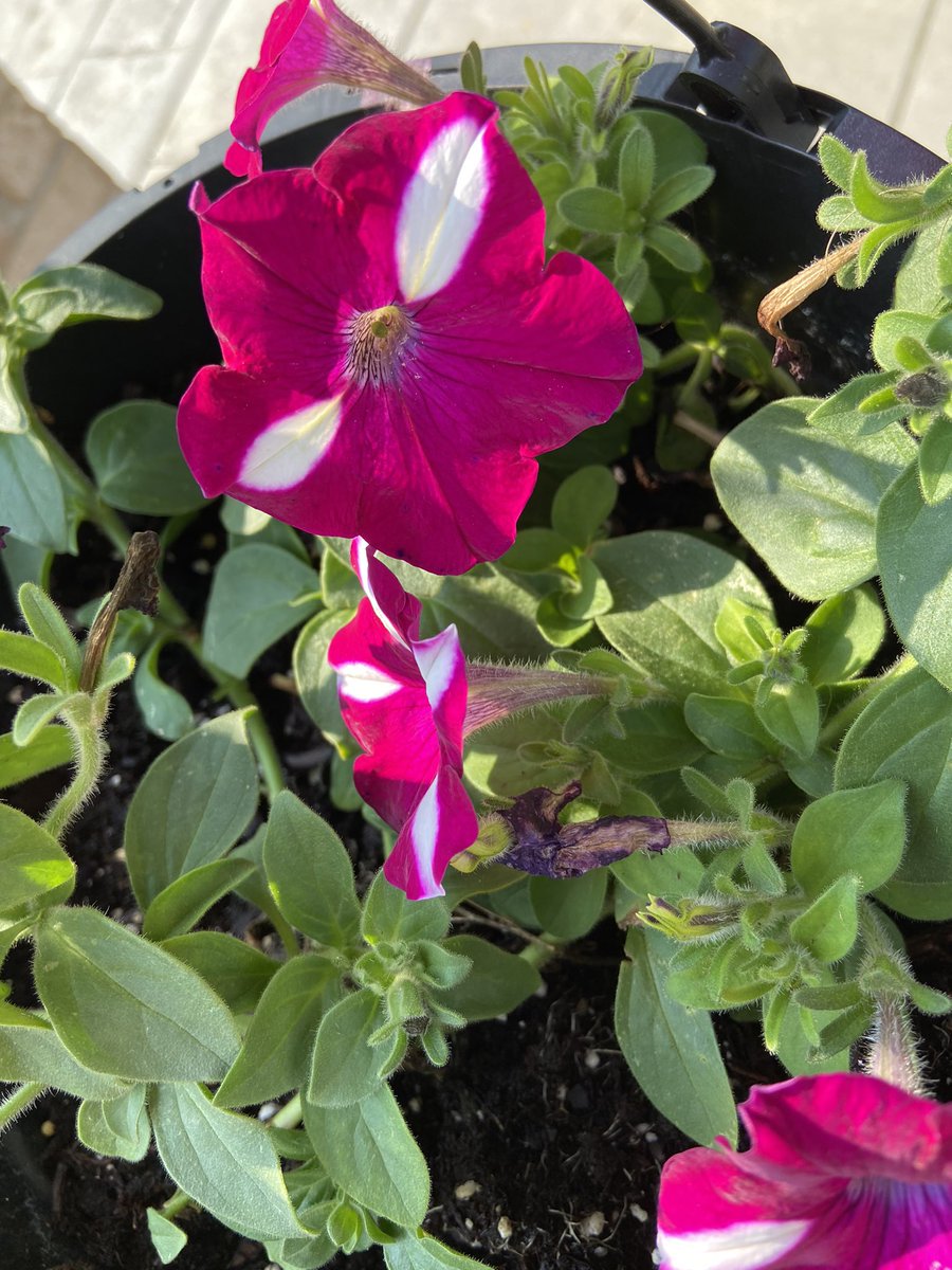 AmyDavison8's tweet image. #SummerTimeVibes ☀️🌊🌺🌴