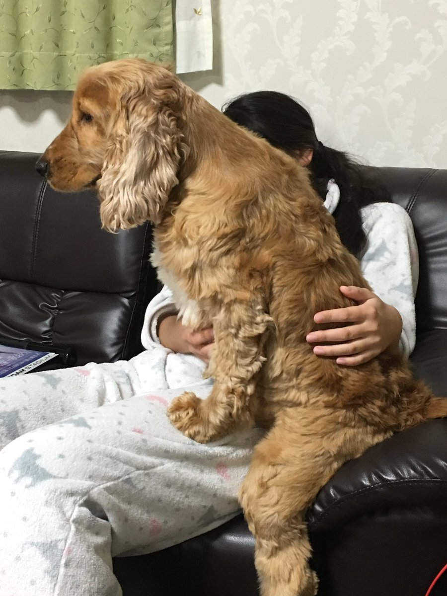 イングリッシュコッカースパニエル ナオ Burolyn30 Twitter