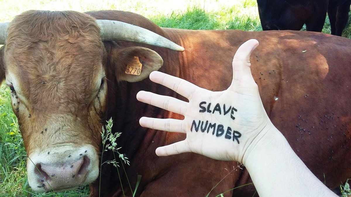ENDHUSBANDRYNOW's tweet image. SLAVE NUMBER
#HandsToEndHusbandry #Endhusbandry #Slavery
Oppose YOUR hand for billions of paws NOW! Go, Go, Go!
You will find full user manual in your language : boucherie-abolition.com/2021/03/10/man…

Add your contribution to the map : umap.openstreetmap.fr/fr/map/hands-t…