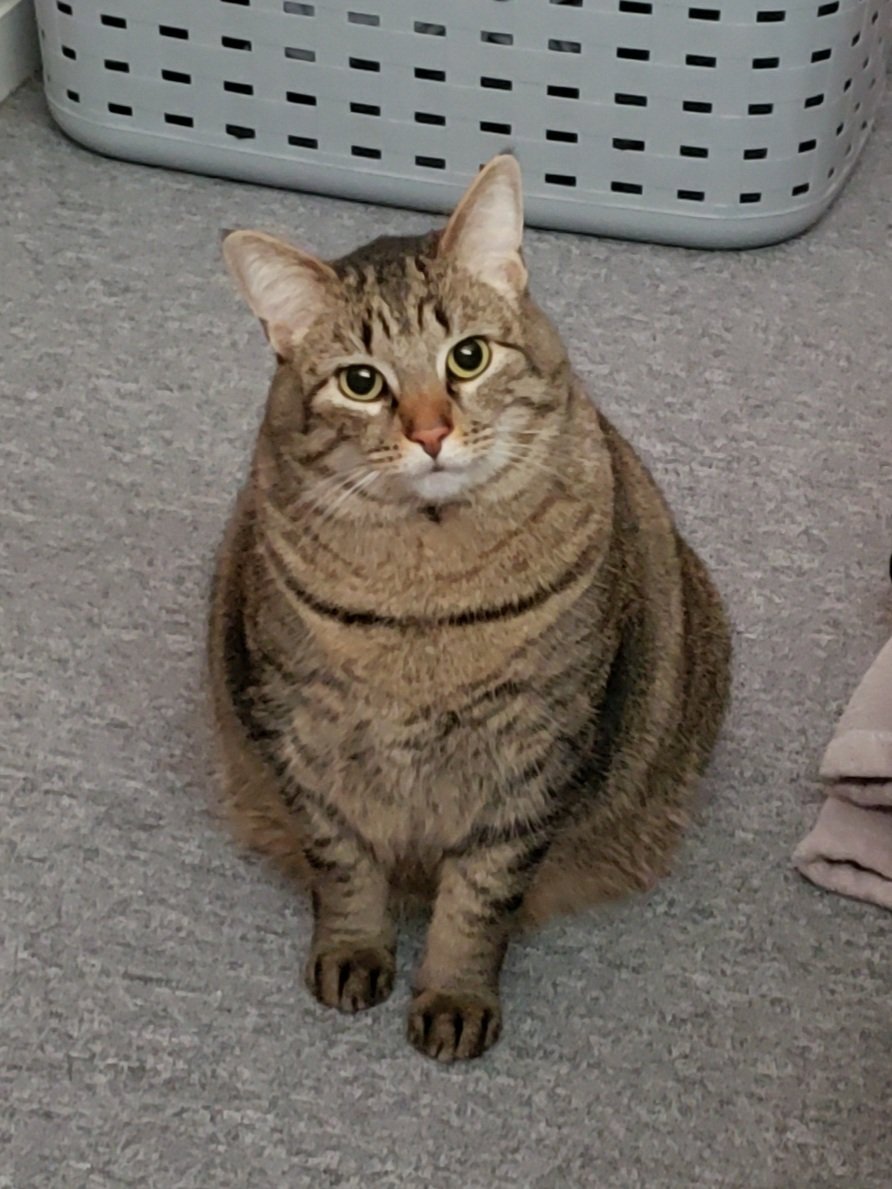 The_Jaunty_Crow's tweet photo. Happy Adoptaversary to The Jaunty Cat!
#CatsOfTwitter #tabbiesoftwitter #tabby #tabbycat #chonk #fuzzloaf https://t.co/XNRNCiwDdu