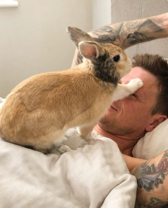 Bunnies (@rabbiteveryhour) on Twitter photo 