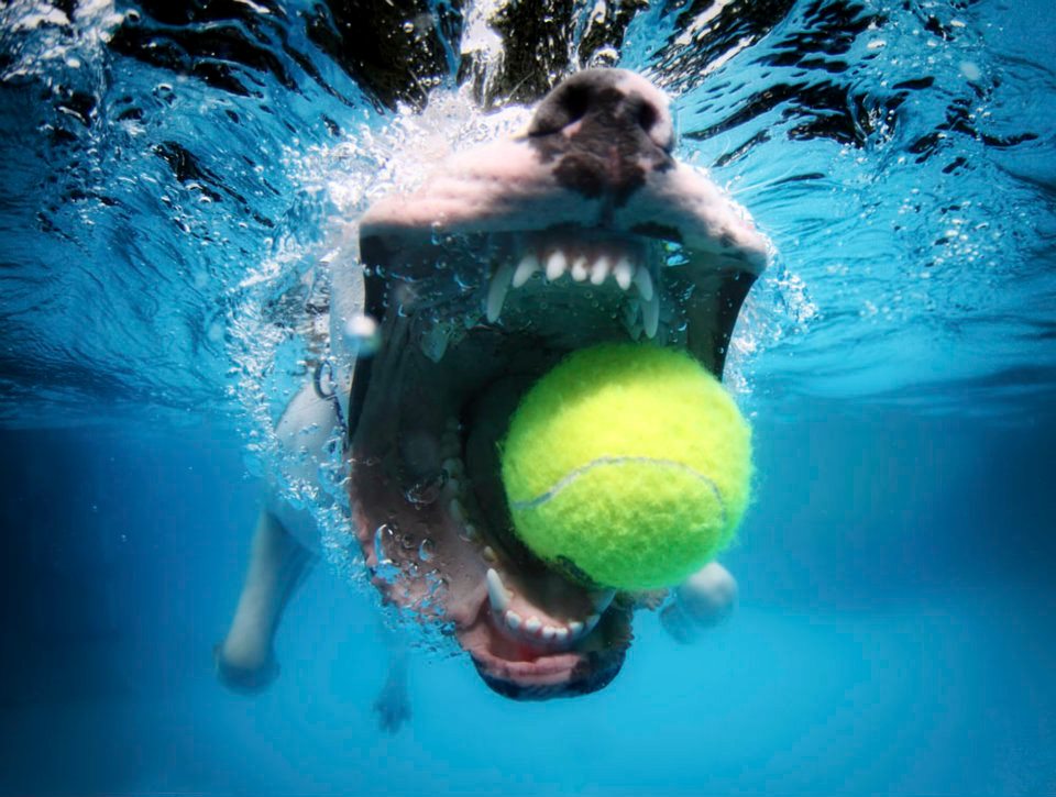 For_Fox_Sake1's tweet photo. Good Morning from Montauk ⚓️ 63 + cloudy
⎯ dog fetching ball in pool
⎯ babygirl sailing the BVI with her dad
⎯ mom hungover
⎯ glamma dying
⎯ nana's talking to Jackie O
⎯ #RipCurrentAlert all weekend
My life sounds like a bad country western song so I might as well 💃 https://t.co/zBRvRyBL3t