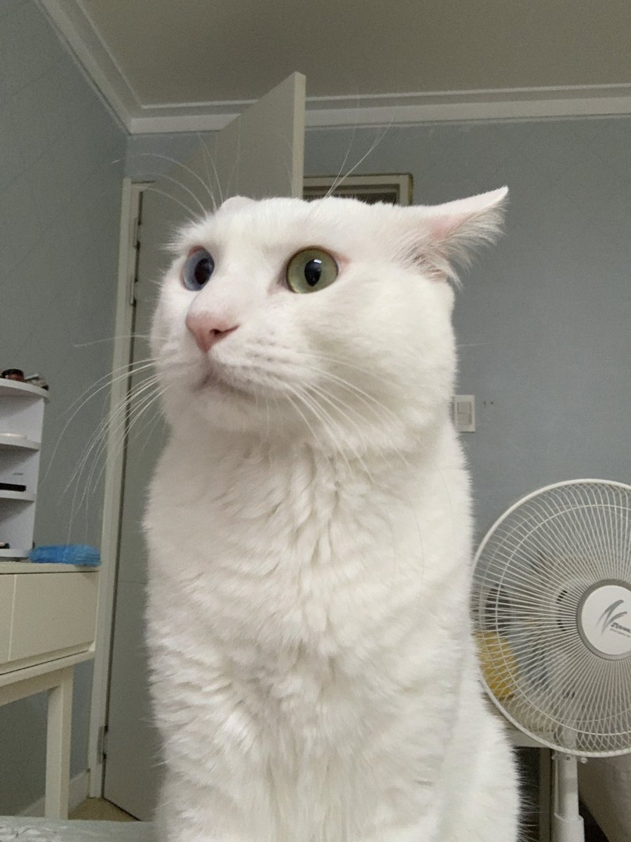 nyang67's tweet photo. 빗소리 듣고 겁 먹은 우리 바부 고양이..🥺 https://t.co/C4Fn3LZFO2