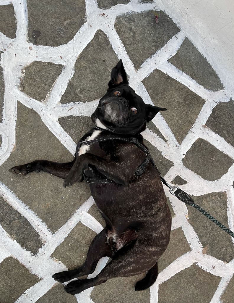 CreativeLSoul's tweet photo. Our clients #spokesdog and mascot Rodney from #kazzibeachgreek he seriously is the cutest and such a good boy 🐶 #clients #hesourfave #rodneymou #dogsoftwitter #dogfriendly #sydneyfoodies #sydneycafes https://t.co/1ry5Csjg2u