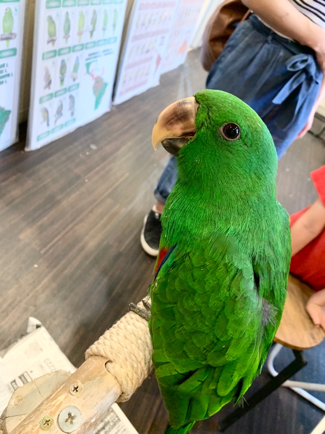 えとぴりかnagoya本店 オオハナインコの男の子が お迎えされました とっても とっても優しい子でした モリモリさし餌食べて 立派に育ってね T Co 5nticprkfo Twitter