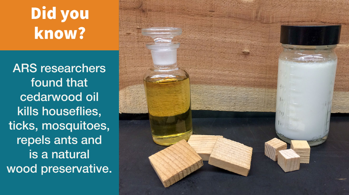 Agricultural Research Service tweet media