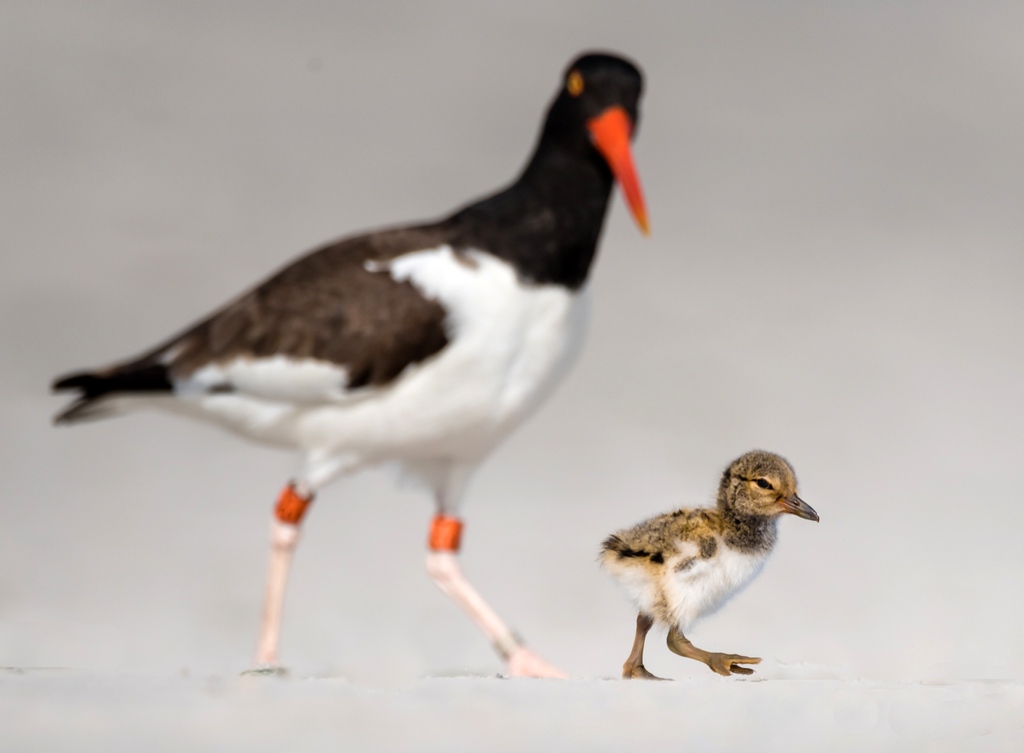ABCbirds's tweet photo. Beach season is here! If you're headed to the coast, remember it's also nesting season for many shorebirds. Let's help them be successful and #ShareTheBeach. 

https://t.co/h0xnpMGknp

Photo: American Oystercatcher adult and chick by Jay Gao https://t.co/q5E6UeWhaU