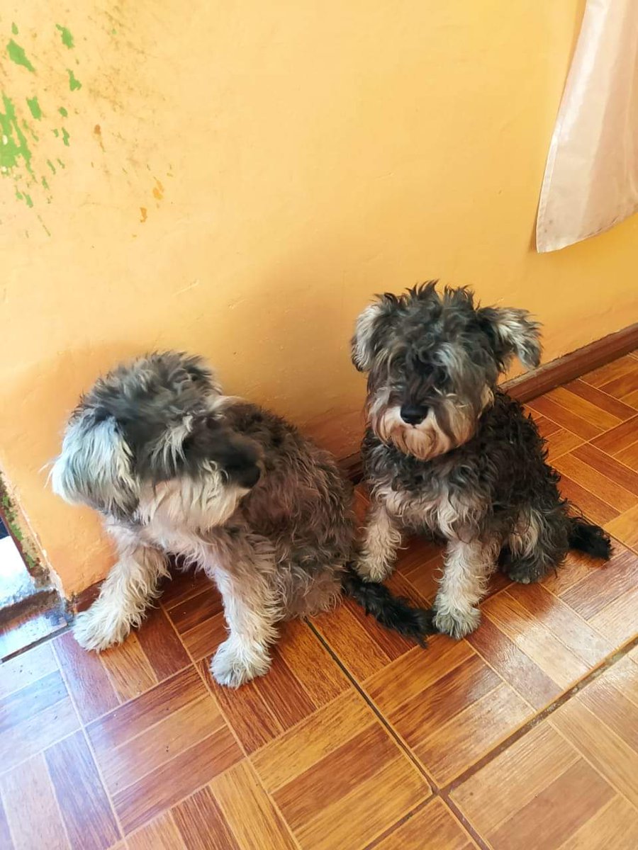 munecamarce's tweet photo. Reporte 🚨
Estas perritas fueron encontradas hoy Viernes 02 de julio a las 5:15,  por el Redondel del Calzado,  casi les atropella el carro. Por favor si alguien conoce a sus dueños llamar: 099 531 3105/ 098 761 6172
RT por favor https://t.co/6IC754fP8E