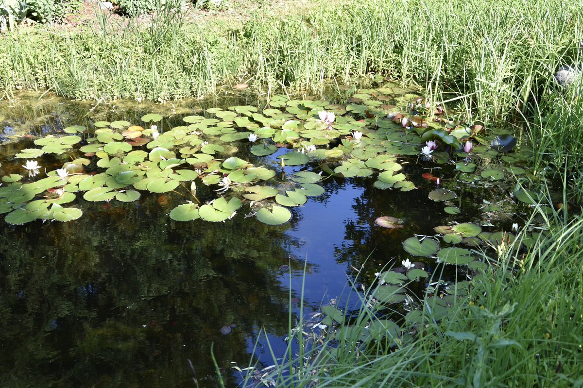 Verbringe den Nachmittag im Garten #OeNR #OeBH #GEBÖS # einfach entspannend und schön!