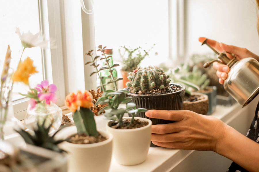 ABFlowersEvents's tweet photo. Experts say for a calming effect in the bedroom, hang cactus in the window, such as Donkey Tail, mistletoe cactus, and Epiphyllus, a beautiful orchid-eqsue cacti. https://t.co/s8NG6sx5m6 https://t.co/L2UPlODmVd