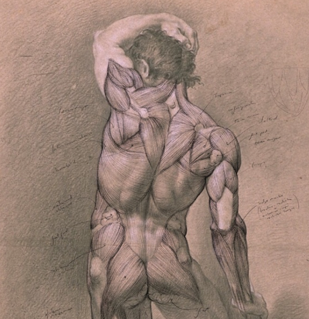anatomydrawing's tweet photo. Learn figure drawing and anatomy - 40% off all online courses

https://t.co/gbD147ffBi https://t.co/ERhwmj5wn6