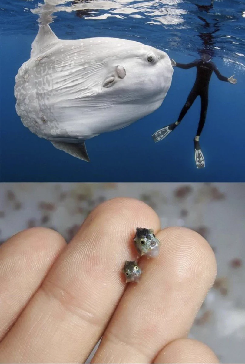 大人のマンボウと赤ちゃんを比較すると？赤ちゃんのサイズが意外ｗｗ
