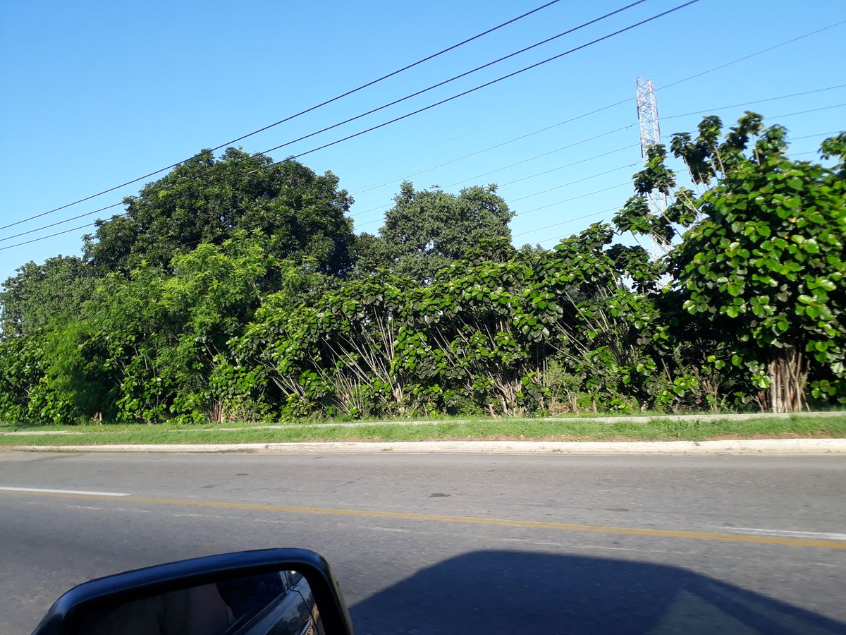 MaraAlexis6's tweet photo. Aunque el sol está radiante en la capital cubana,dos fenómenos acechan uno sanitario (la covid -19) y otro meteorológico (el huracán Elsa) adoptar medidas ante cada situación es la prioridad.huracan Elsa @radiotainofm @Reinierv6 @IndyRadioTaino @munoz_yaimara @NelsonWuilmer . https://t.co/aWBLI7p9Oi