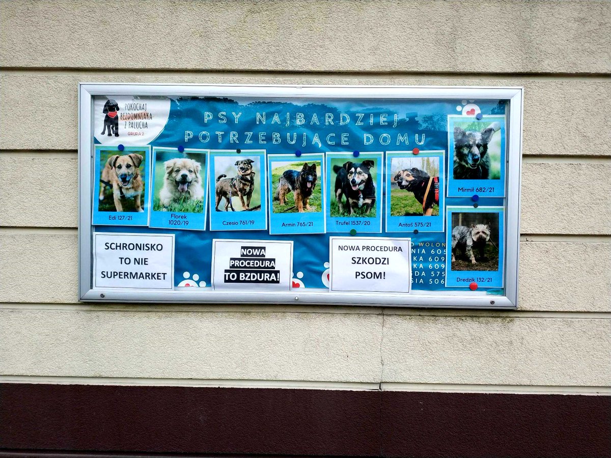 Dziś dzień otwarty na Paluchu.
Wolontariusze, korzystając z tej okazji, zorganizowali strajk przeciwko nowym zarządzeniom wprowadzonym przez dyrektora schroniska na Paluchu. 

warszawa.pl/miasto/strajk-… 

#Schroniska #Zwierzęta #Paluch #NaPaluchu #Warszawa #Mazowsze #Polska