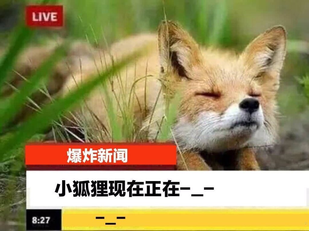 侦察姬on Twitter 小狐狸现在充满了决心https T Co Nqsggax2gi Twitter