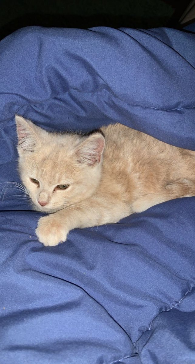 i rescued this stray kitten and he’s super scared of everything but he’s warming up to me. I love him so much ❤️ this is what I needed in my life