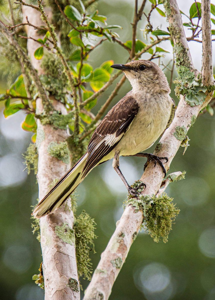 A mockingbird on The <a href="/BollesSchool/">The Bolles School</a> Ponte Vedra Beach campus.