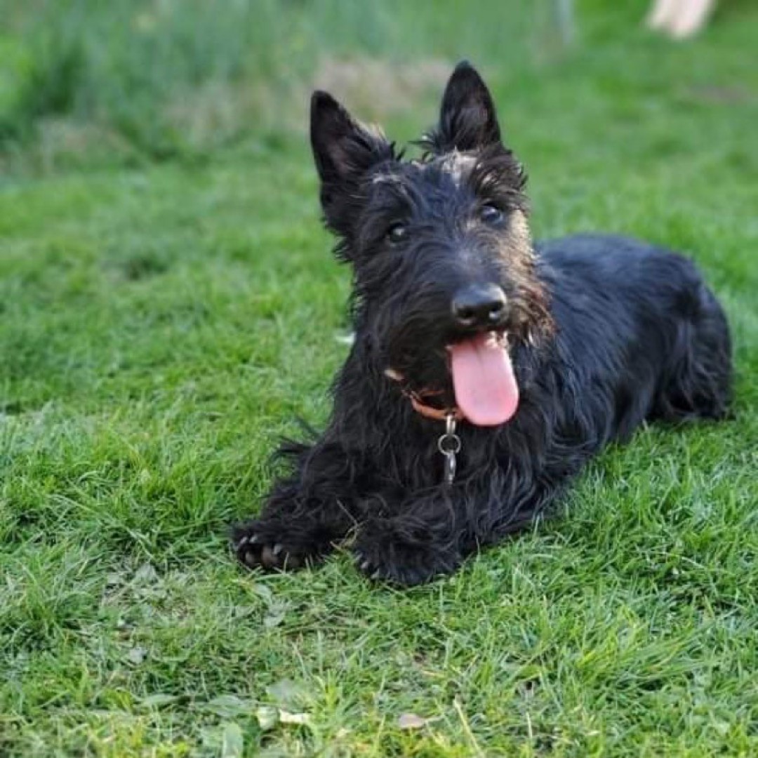 pucvm's tweet photo. Mom said to pose so I posed!
#petsofpurdue #purduepups #purduecvm #purduevth #smallanimalmed #avma #dogdaysofsummer #boilermakers #purdue https://t.co/PgABH8C8XW